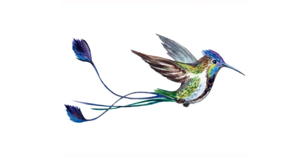 Imagen del Colibrí cola de espátula del libro Mi Perú. Edición Bicentenario de Editorial Bermudas