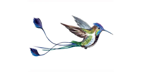 Imagen del Colibrí cola de espátula del libro Mi Perú. Edición Bicentenario de Editorial Bermudas